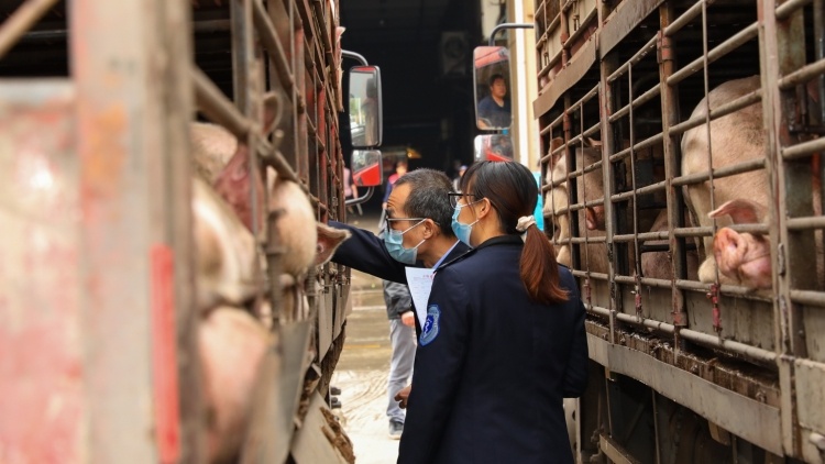 吃放心肉，过欢乐年！广东多措并举提升“舌尖上的安全感”