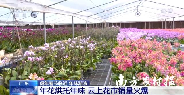 广东云上花市获央视报道。 