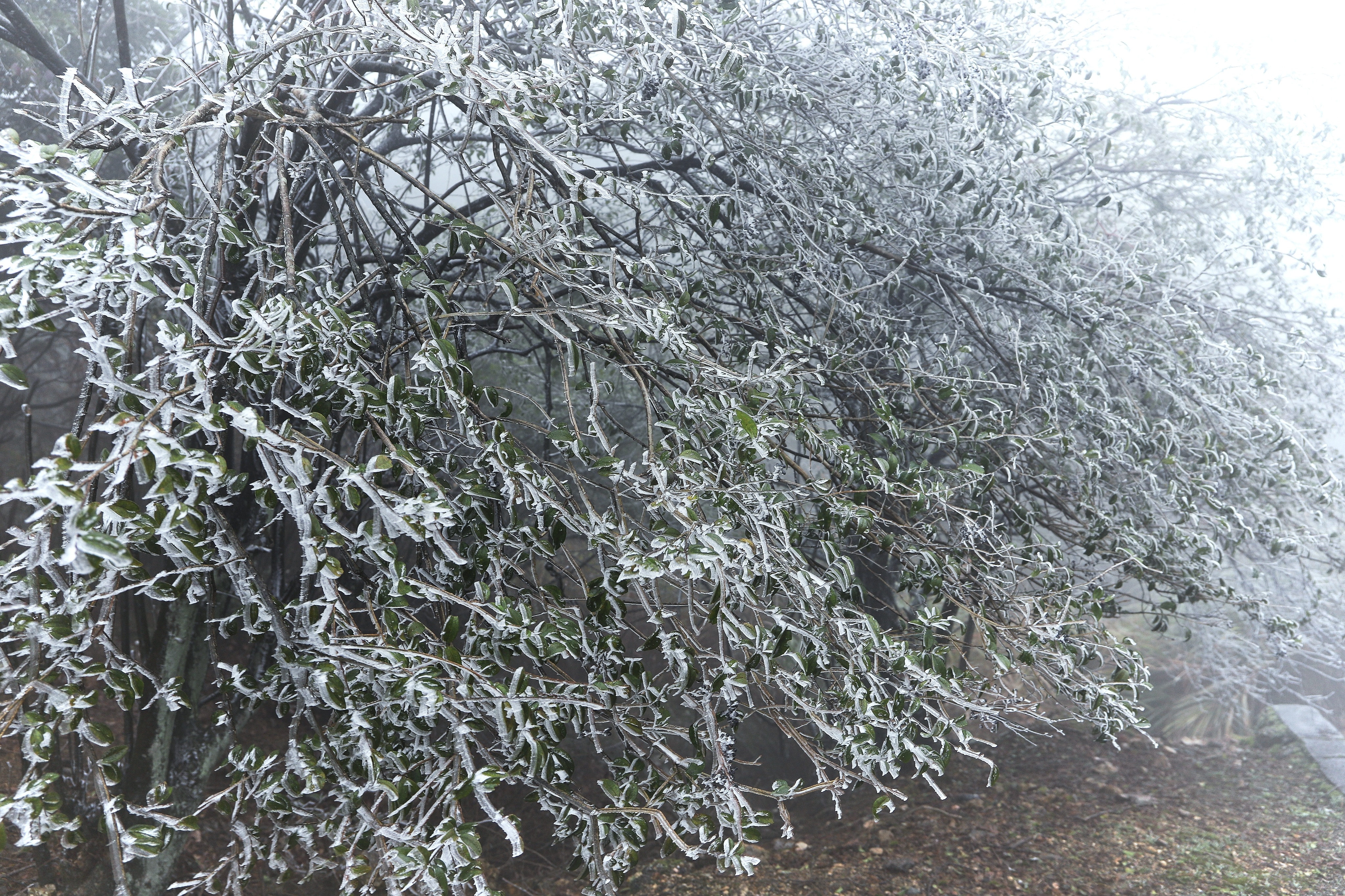 多图+视频丨又见雾淞冰挂！2022年第一波强冷空气抵达韶关乐昌