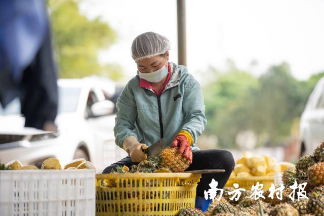 通訊員 南方農(nóng)村報 供圖