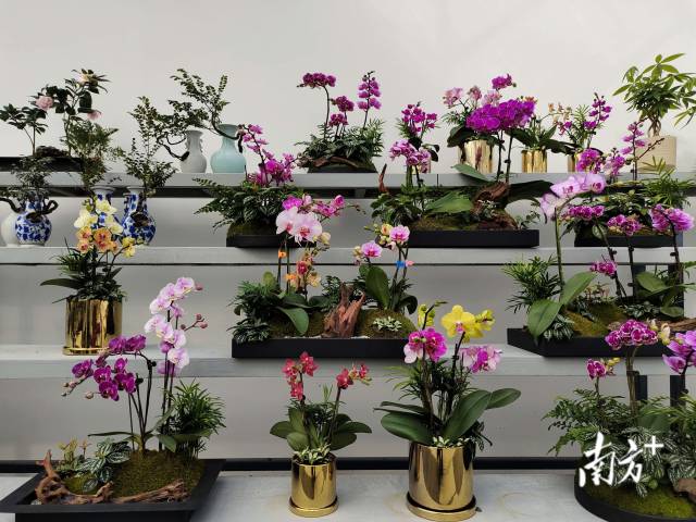 花都区年宵花与人工造景相结合，既有创新，又有年味。