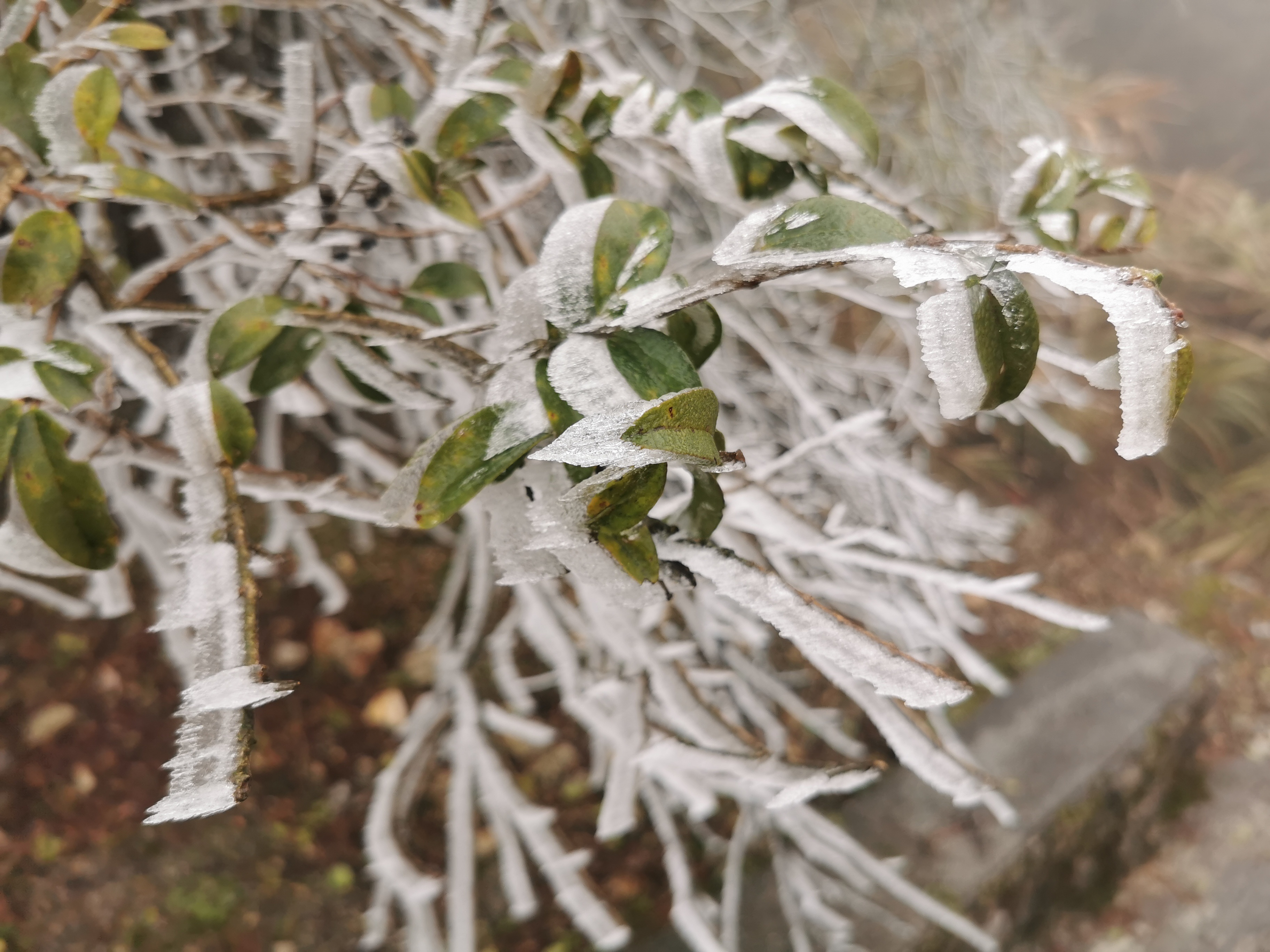 又见雾淞冰挂2022年第一波强冷空气抵达韶关乐昌