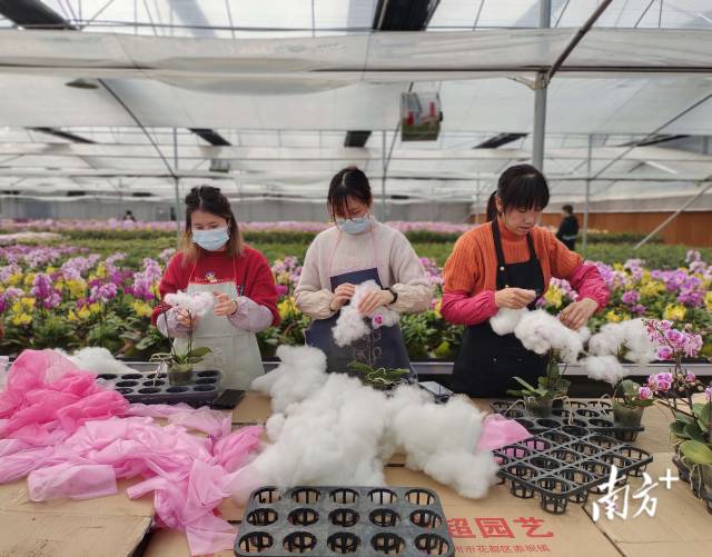 为减少物流运输过程中的损耗，花都年宵花包装都使用柔软材料。  