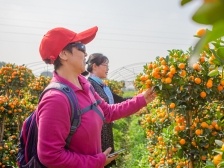 “云上花市”处处开 花农花企过好年