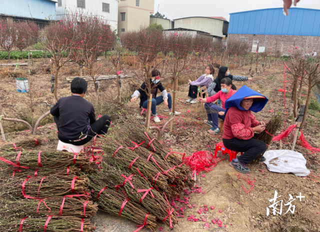 江门年花“云”上卖 社区配送礼乐桃花温馨四万多户家庭。