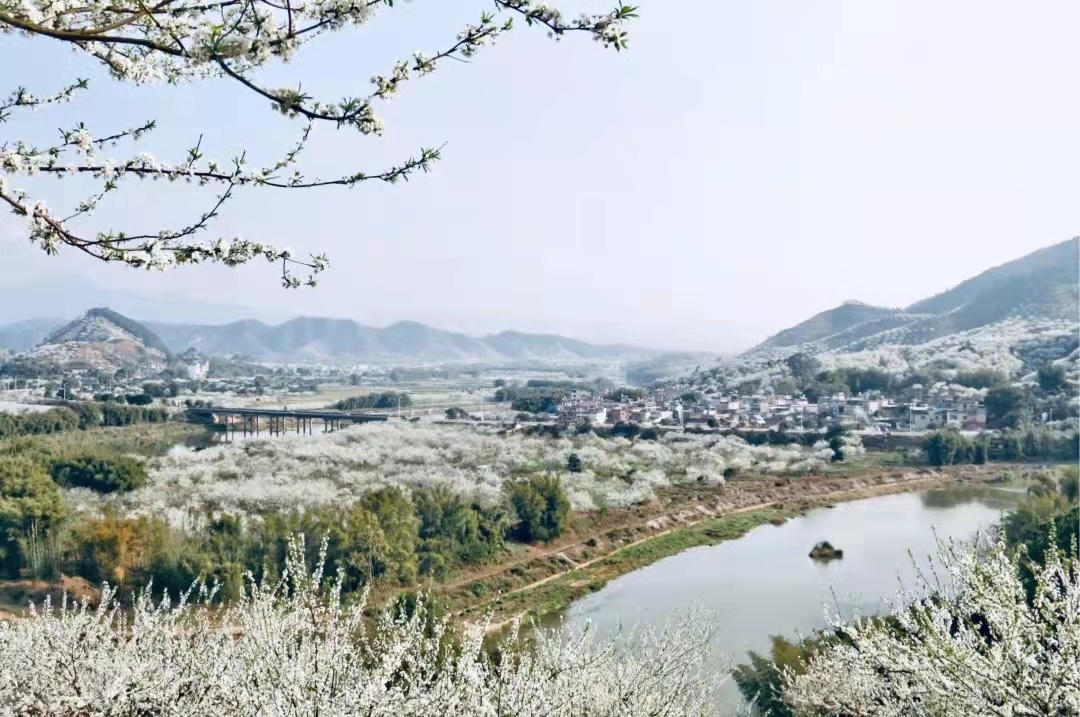 李花怒放一树白。翁源旅游发展中心供图