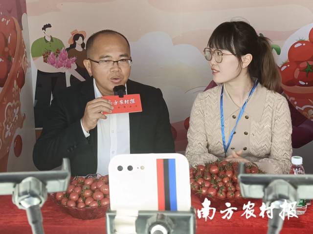 遂溪界炮镇镇长在直播中推介圣女果。