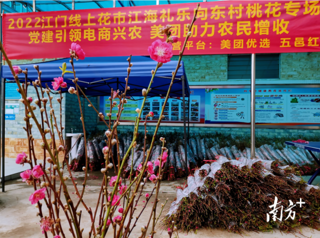 2022江门线上花市江海礼乐向东村桃花专场。