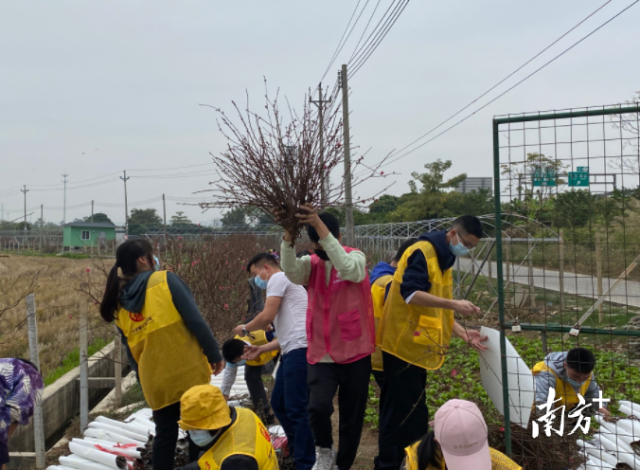江门年花“云”上卖 社区配送礼乐桃花。