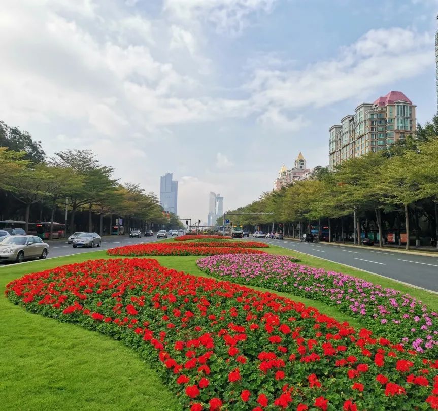 作为"城市会客厅"的深南大道分外靓丽市城管和综合执法局绿化处对中间