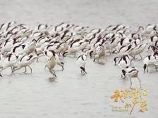 新春走基层 |“远方的客人”，广东欢迎你！——第26个世界湿地日