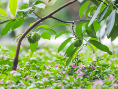 摘水果了！藏在广州的好玩农园，没去过就“走宝”了！