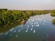 江门新会：鸟语和人声，春日乐融融