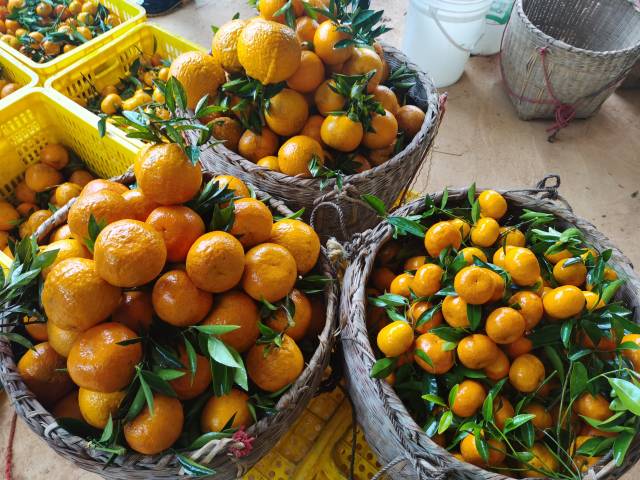 早上采摘的柑橘 &nbsp;南方农村报 周志方 拍摄