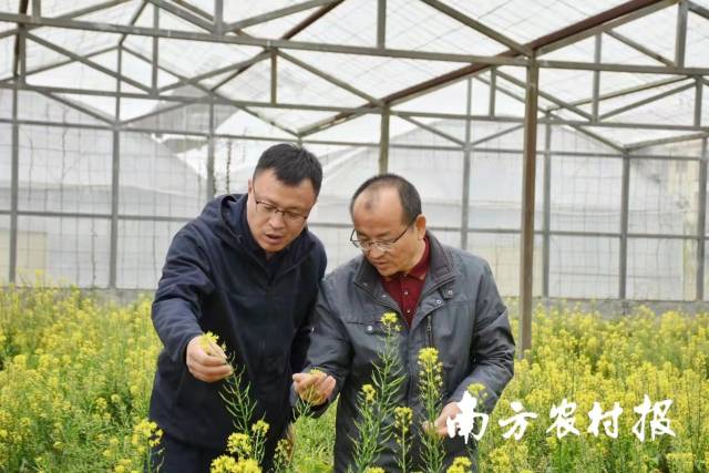 市农科院院长张华（右）与市农科院蔬菜所负责人郑岩松（左）在温室中查看菜心留种情况。