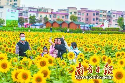 横沥村头村葵香园内，成片的向日葵吸引大批市民前来打卡游玩。黄政正 摄