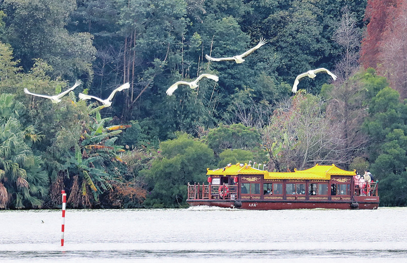 星湖湿地公园向市民游客亮出“绝活”丹顶鹤编队飞行。 梁小明 摄 星湖湿地公园向市民游客亮出“绝活”丹顶鹤编队飞行。 梁小明 摄