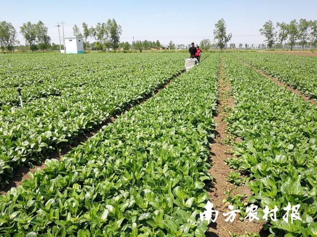 宁夏菜心基地。市农科院供图