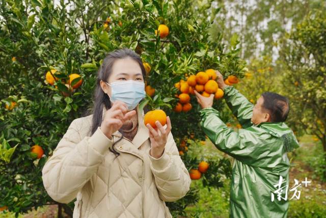 7日下午,，陳慧開直播助農(nóng)賣柑橘。  南方農(nóng)村報 譚家富 拍攝