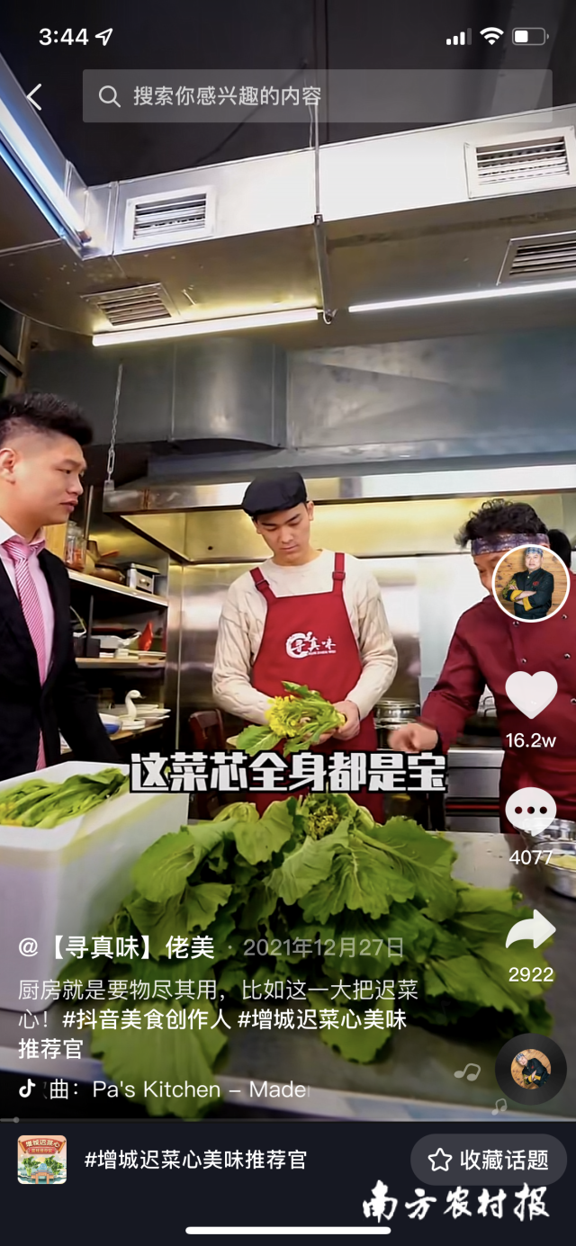 美食达人以增城迟菜心创作的美食视频  南方农村报 陈振兴 拍摄