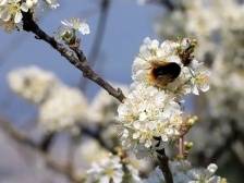 刷屏了！李花、山楂花、油菜花……肇庆美成童话！