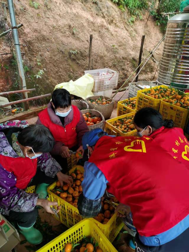 志愿者协助柑橘采后工作。