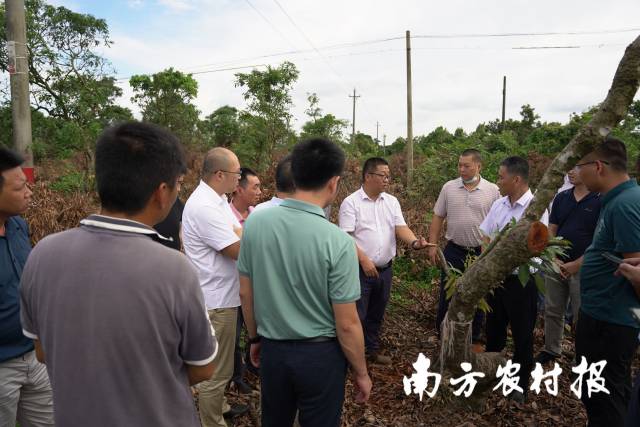 农技“轻骑兵”在荔枝园讲解高接换种技术要点。