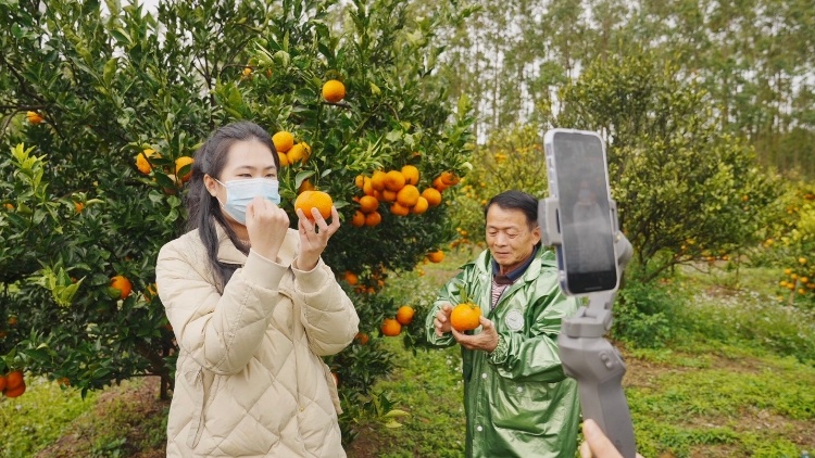 寅虎助农记 |“小柑妹”数字效应持续，柑橘订货超六成 ③