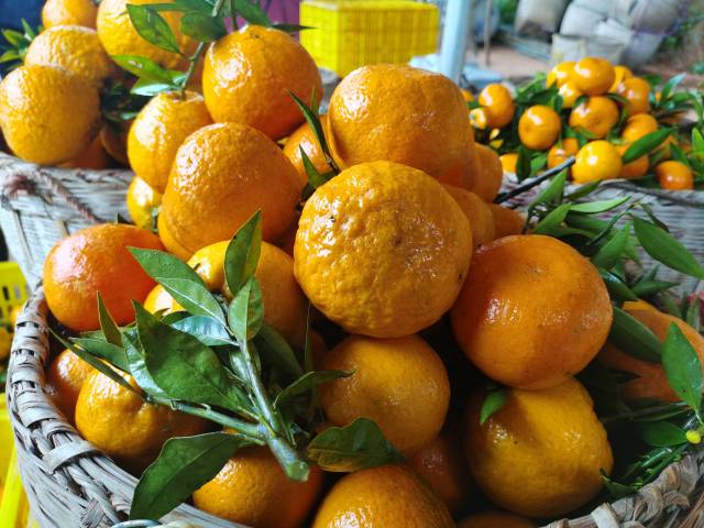 采果仍在进行。