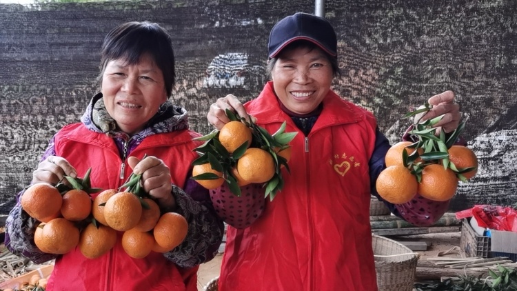 寅虎助农记 | 25名乡亲自发来帮采摘，一批预制菜企业也来了！④