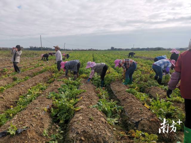 工人在田间劳作，分拣马铃薯。&nbsp;