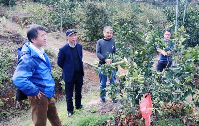 专家团在脐橙基地调研情况