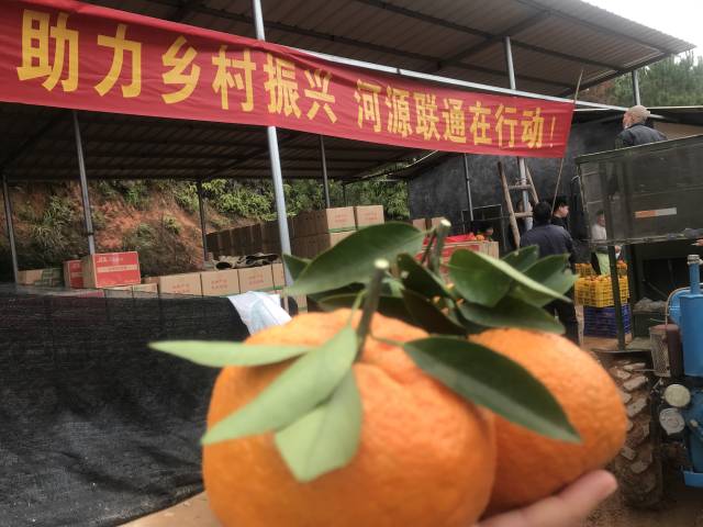 中國聯(lián)通河源分公司助力柑橘銷售。