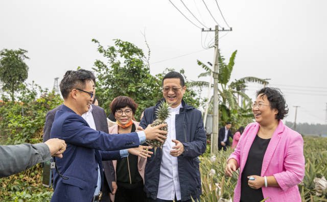 徐闻县委书记罗红霞（右一）陪同上海快果实业有限公司创始人鲍阳宇（右二）到菠萝的海考察。