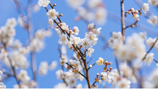 普宁市内梅花迎寒开放，暗香袭人。
