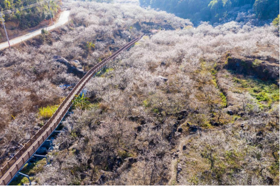 善德梅海的林中栈道，每年吸引众多游客前来观光打卡。王晓钦/摄