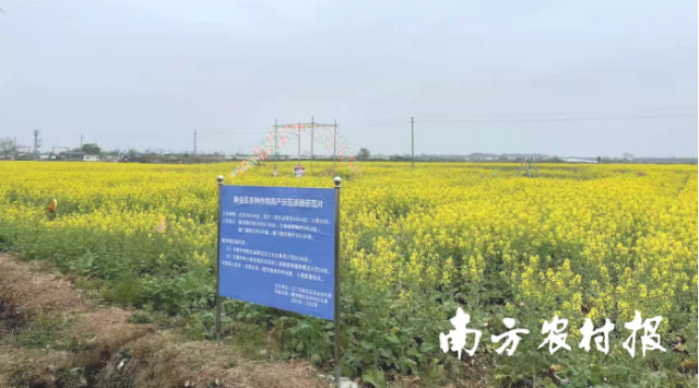 新会区冬种作物高产示范项目示范片。