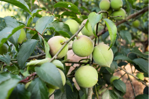 普宁青梅以其果大、肉厚、核小；果皮柔韧、肉质柔软、色泽鲜艳等优点而著称，誉满海内外。