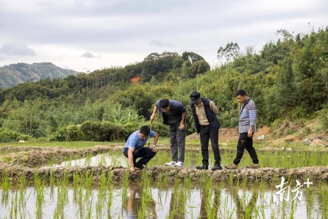 驻清远英德市连江口镇帮扶工作队为当地引入“高端丝苗香稻＋禾虫”绿色生态种养项目。受访者供图