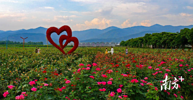 从化宝趣玫瑰园