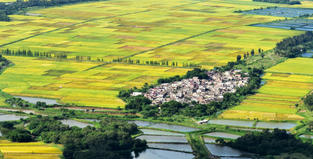 江门市台山市海宴镇，稻浪金黄，一派鱼米之乡的丰收景象。（张小玲供图）