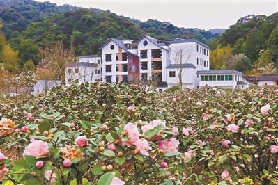 阿婆六茶花小镇位于从化良口镇海拔730米的山谷中,这里被称为广州海拔