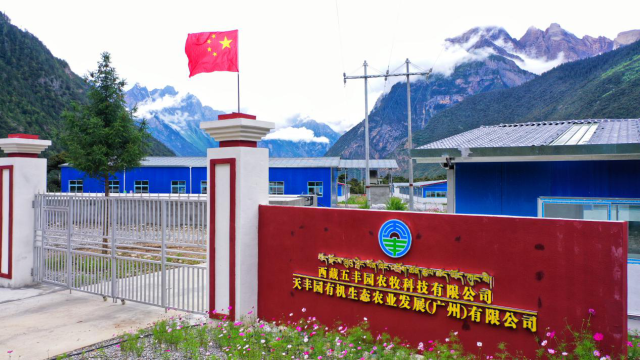 藏香猪的致富蓝图——番禺区钟村街道产业援藏助力特色产品走进大湾区