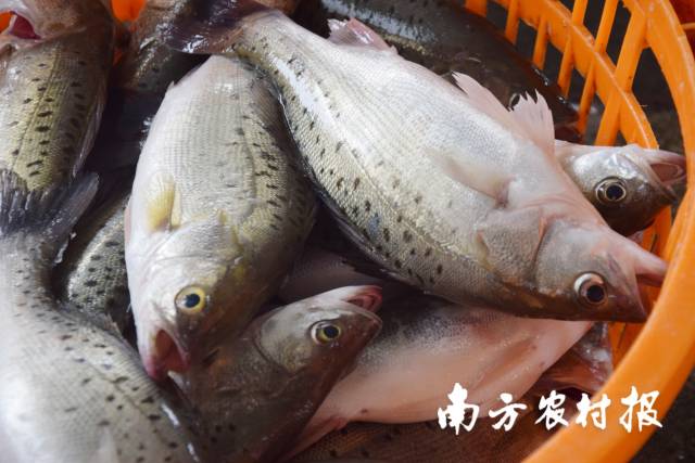 03  南方农村报 苏若晶 拍摄