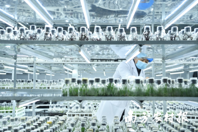 广东四会兰花电商带头人凌伟彬的苗木培育室，他将拼多多直播间粉丝的意见反馈给主管研发的父亲，改进产品、研发出系列新品。陈逸航/摄