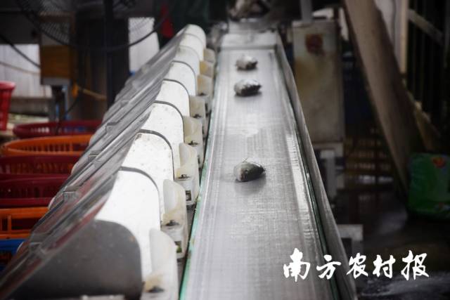 05  南方农村报 苏若晶 拍摄