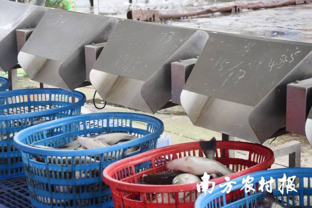 04  南方农村报 苏若晶 拍摄