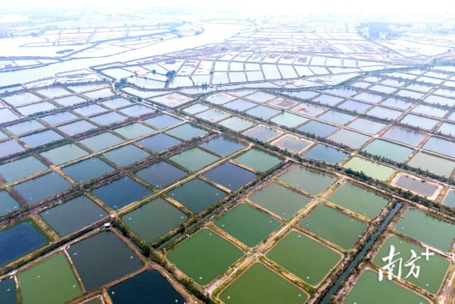 茂名市电白区对虾省级现代农业产业园。  南方农村报 谢进扬 拍摄