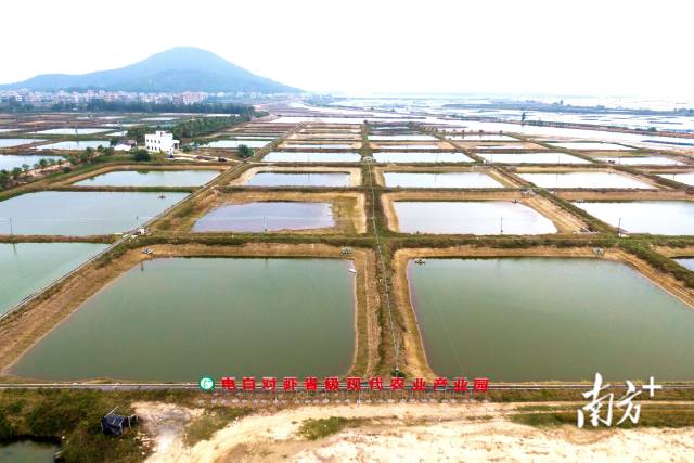 茂名市电白区对虾省级现代农业产业园。  南方农村报 谢进扬 拍摄