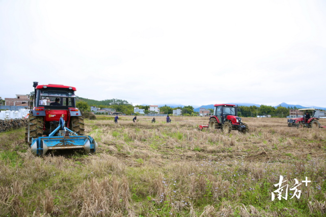 在惠州市龍門縣鄔村，村民們已開始清理田地,，為春耕做準備,。